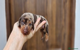 Teckel perros en venta: Teckel miniatura  - Imagen 1
