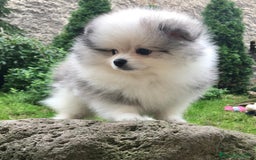 Pomerania perros en venta: Cachorros de Pomerania  - Imagen 4