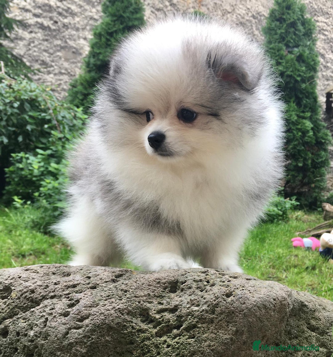 Pomerania perros en venta: Cachorros de Pomerania  - Imagen 4
