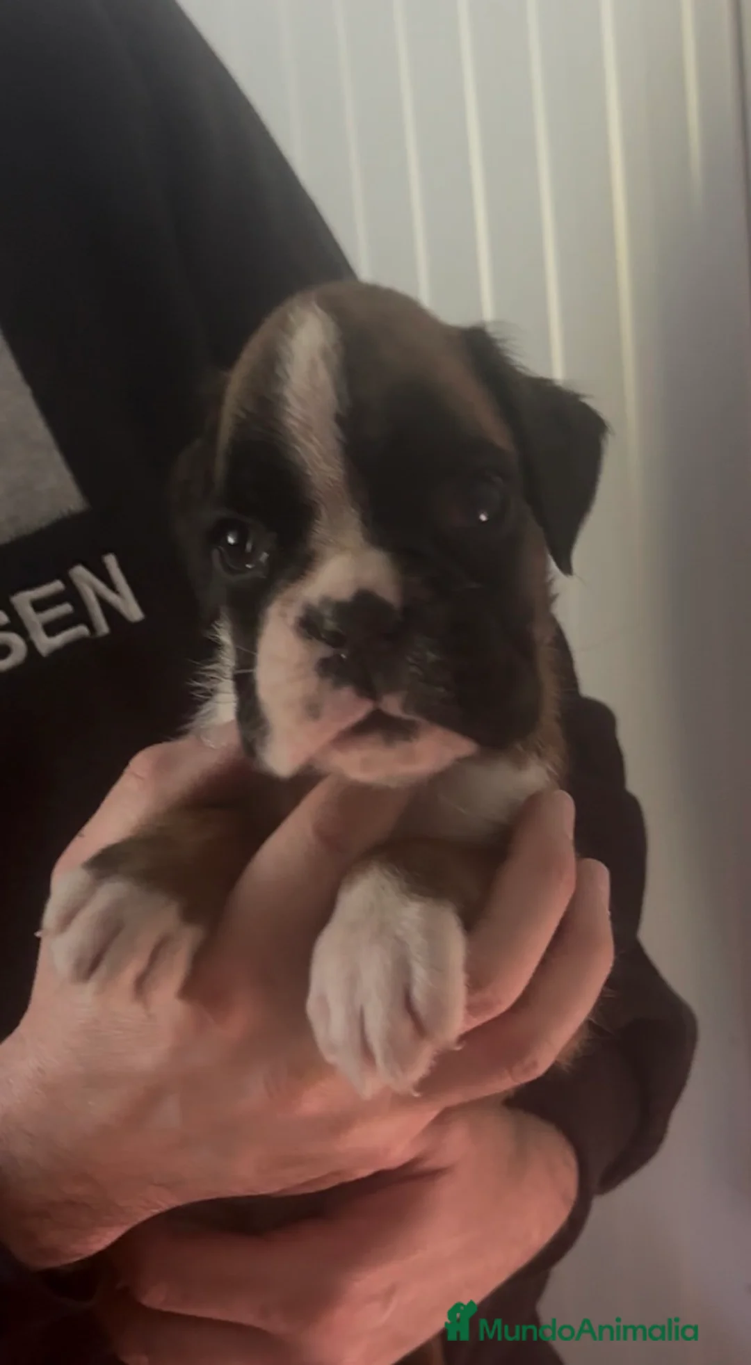 Boxer perros en venta: Cachorritos boxer - Anuncio 1