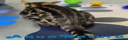 Bengalí gatos en venta: Bengali Macho de Bengala y Marbel 1890 AQUANATURA - Anuncio 9