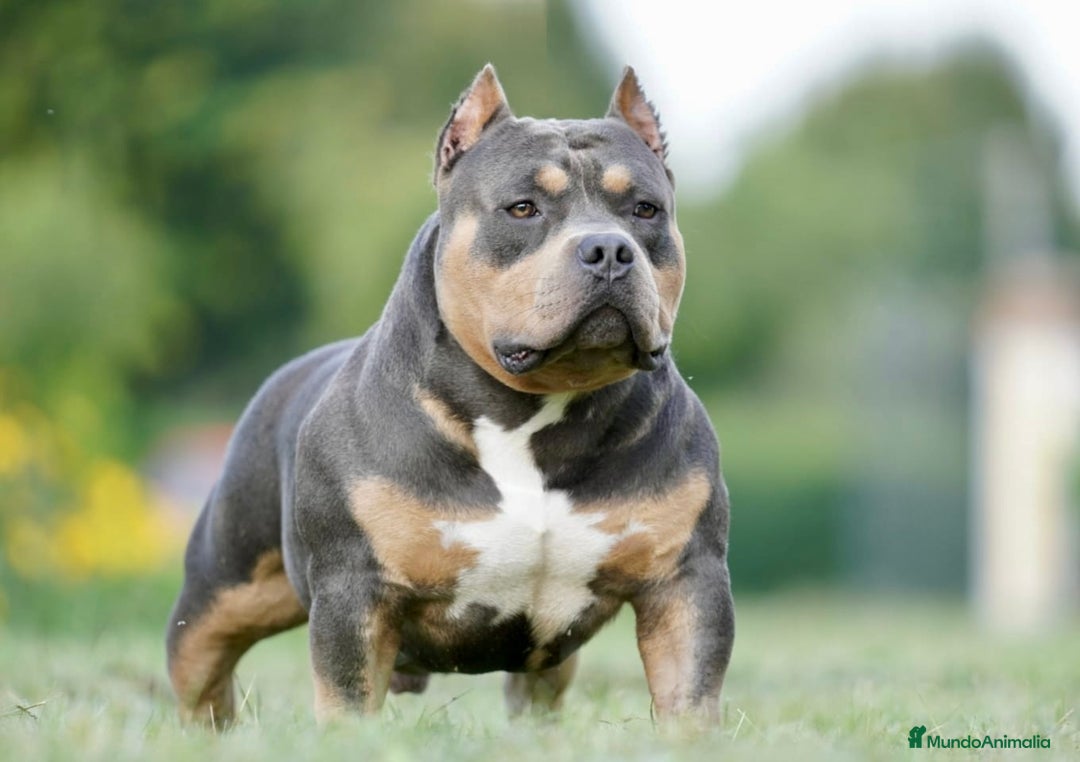 American Bully perros en venta: Cachorros de American Bully - Imagen 10