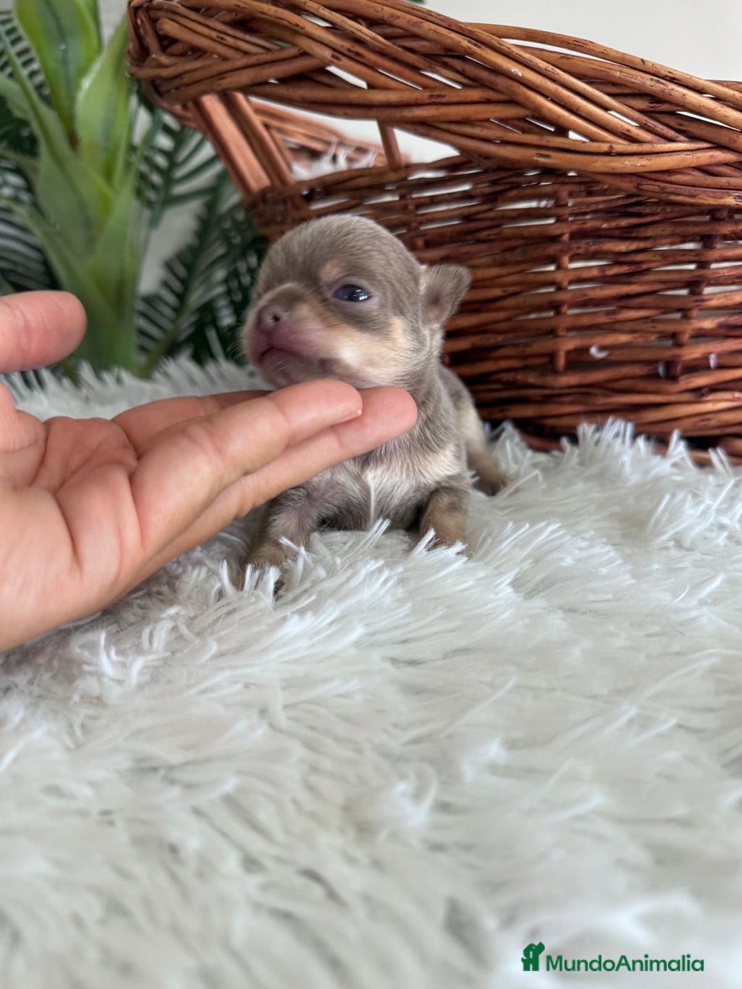 Chihuahua perros en venta: CHIHUAHUA MACHO COLOR LILAC AND TAN - Imagen 5