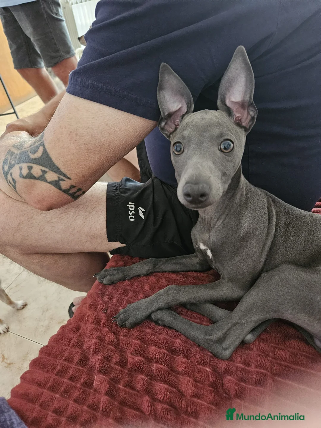 Galgo Español perros en venta: Picolo galgo  - Anuncio 1