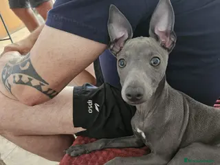 Galgo Español perros Picolo galgo - Anuncio 3