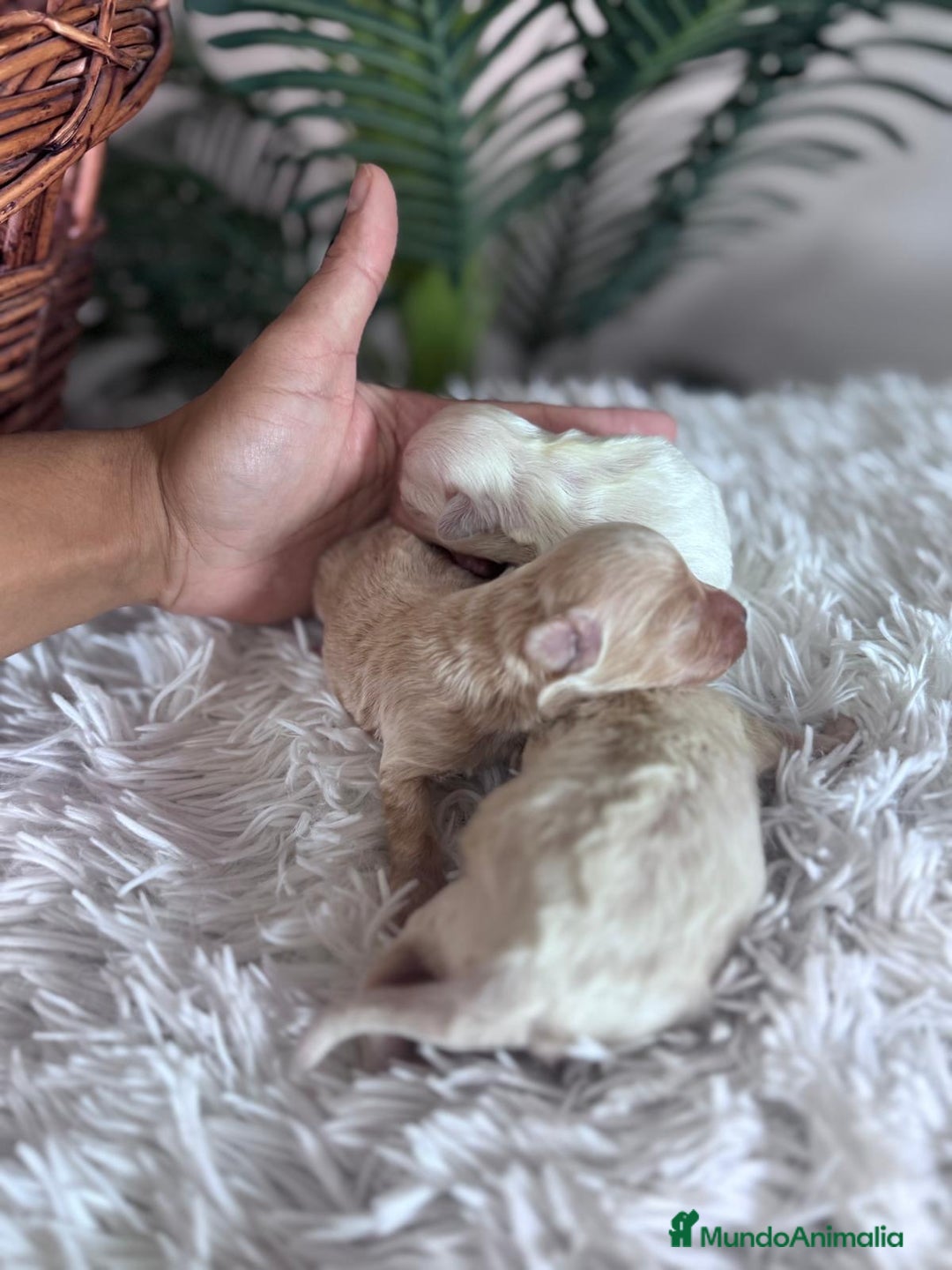 Maltipoo perros en venta: MALTIPOO - Anuncio 10