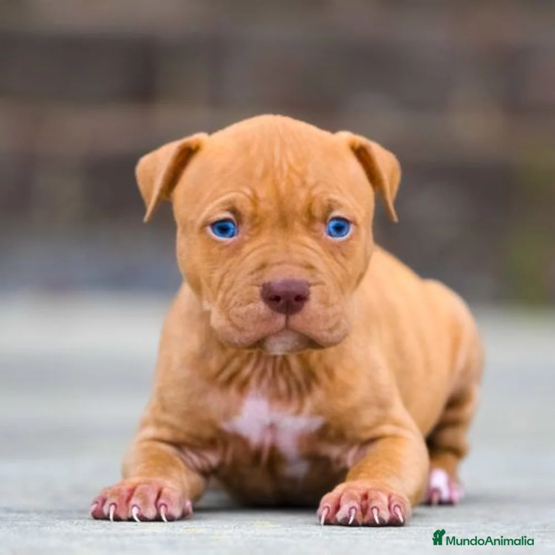 American Pit Bull Terrier perros en venta: AMERICAN PITBULL CRIADORES PROFESIONALES  en Sevilla - Anuncio 5