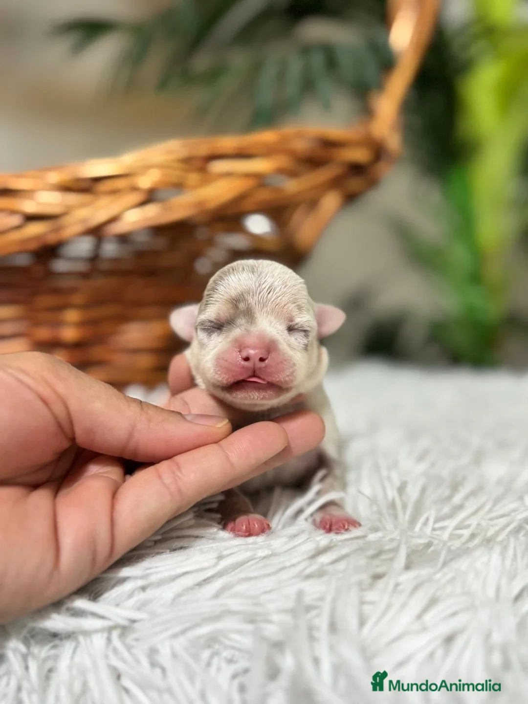 Chihuahua perros en venta: CHIHUAHUA MERLE MACHO - Anuncio 6