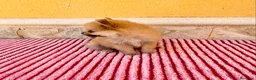 Pomerania perros en venta: Pomerania toy  - Anuncio 3