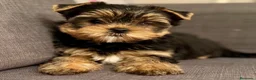 Yorkshire Terrier perros en venta: YORKSHIRE CACHORROS  - Anuncio 2