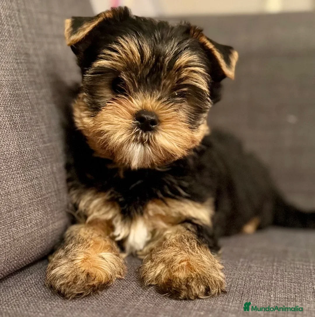 Yorkshire Terrier perros en venta: YORKSHIRE CACHORROS  - Anuncio 2