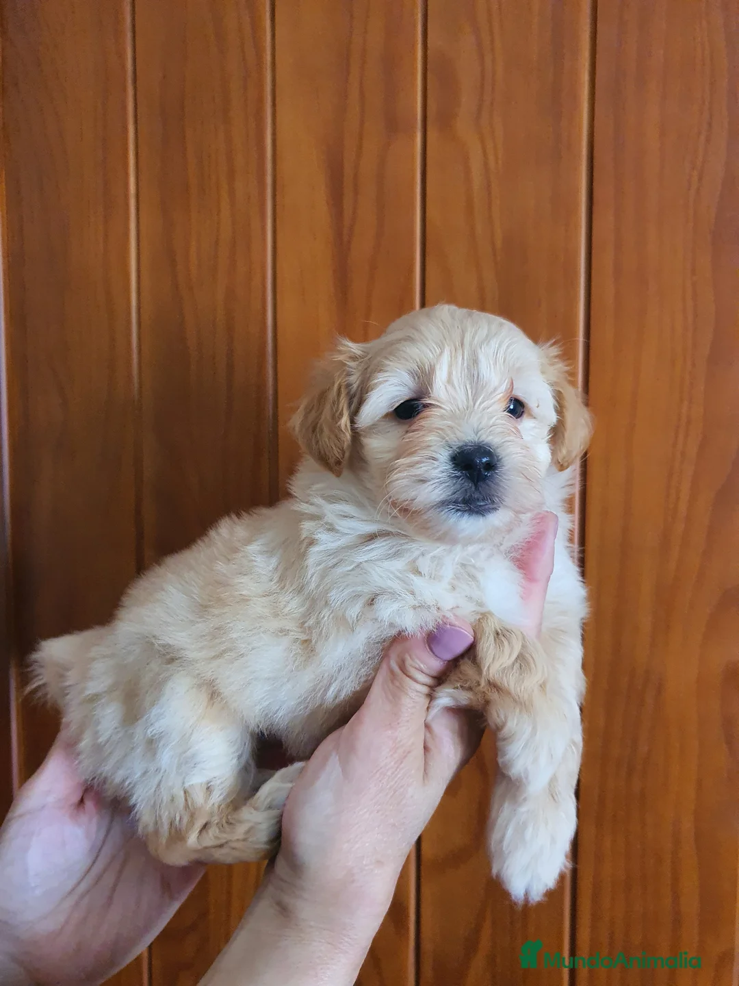 Maltipoo perros en venta: Maltipoo macho - Anuncio 1