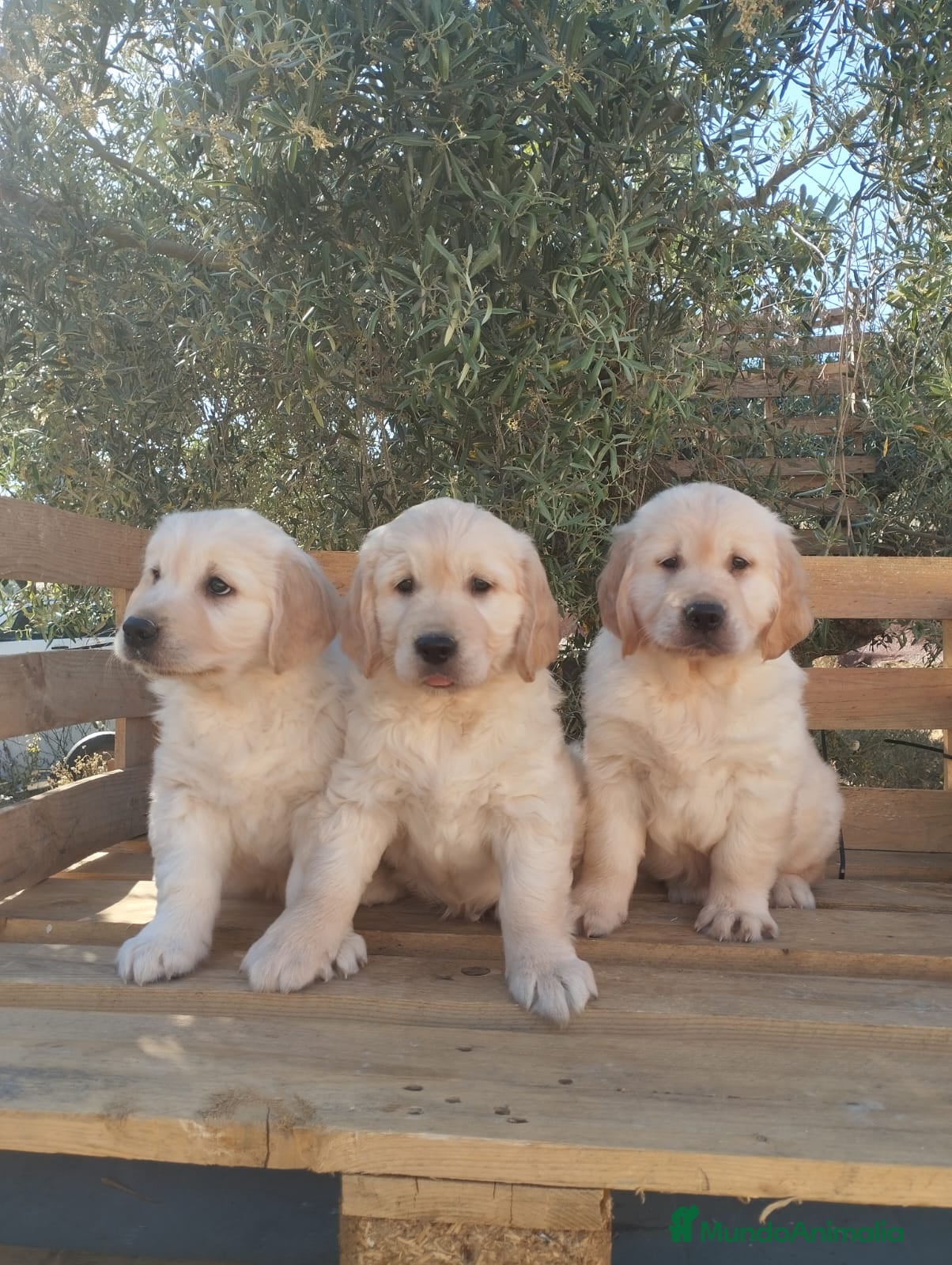 Golden Retriever perros 📢📢ULTIMA PAREJA DE GOLDEN RETRIEVER - Anuncio 2