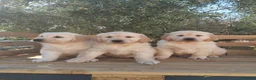 Golden Retriever perros en venta: ULTIMOS GOLDEN RETRIEVER, SUPER OFERTA. - Anuncio 7