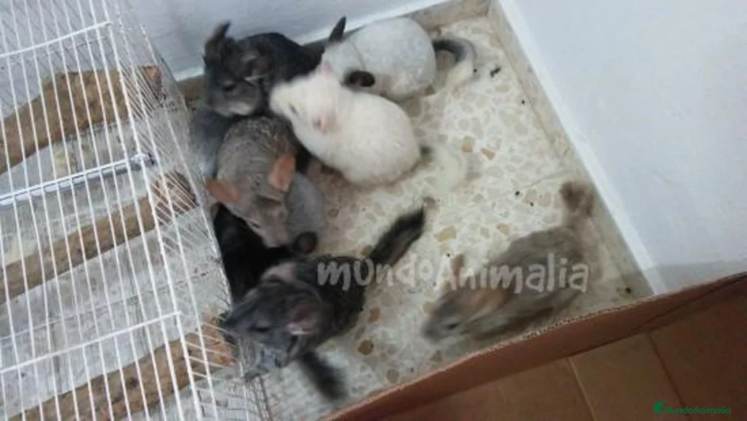 Imagen de galería {{count}}