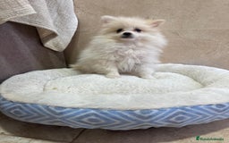 Pomerania perros en venta: Lulu pomerania toy - Anuncio 6