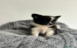 Pomchi perros en venta: Pomchi - Imagen 5