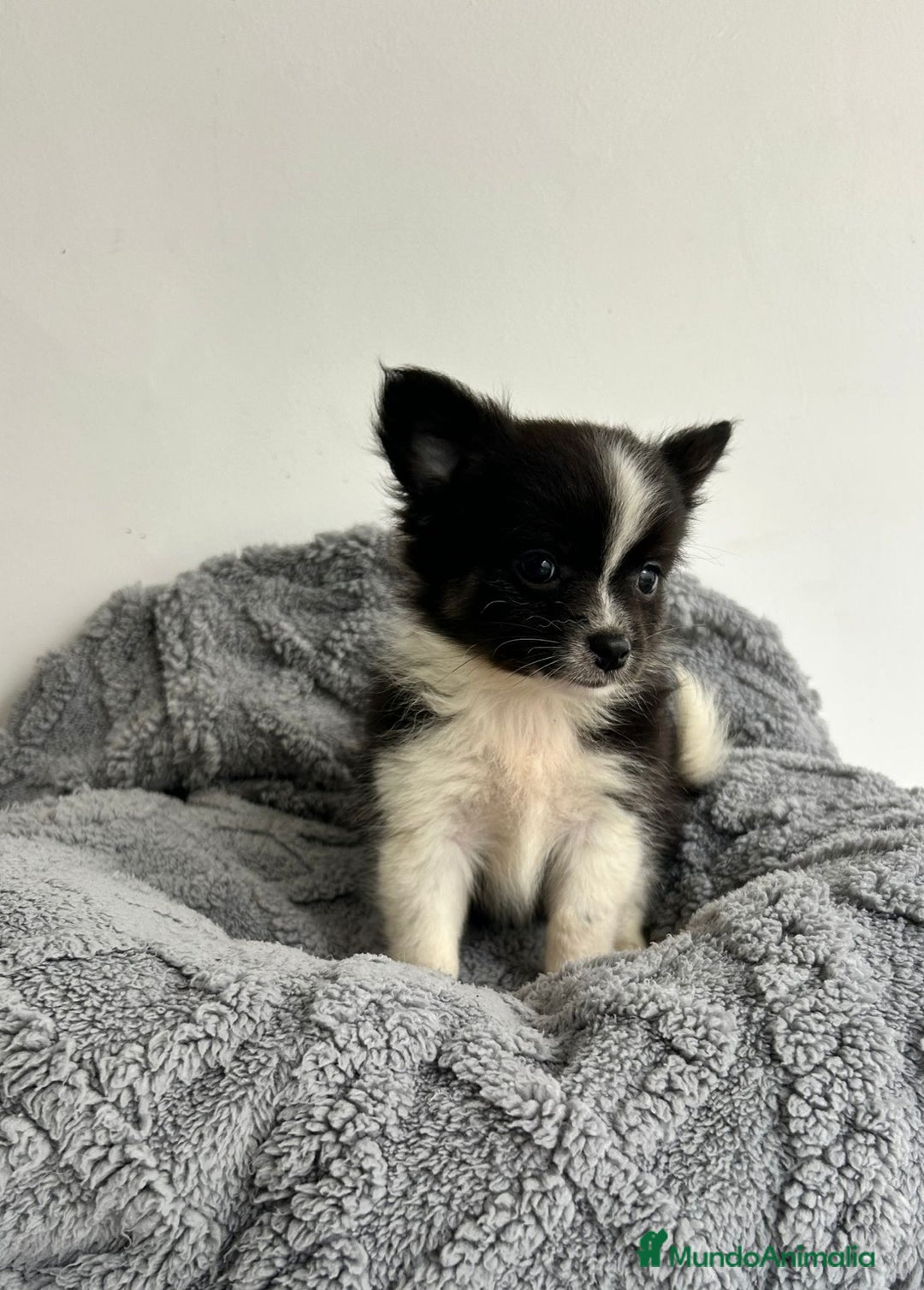 Pomchi perros en venta: Pomchi - Imagen 5