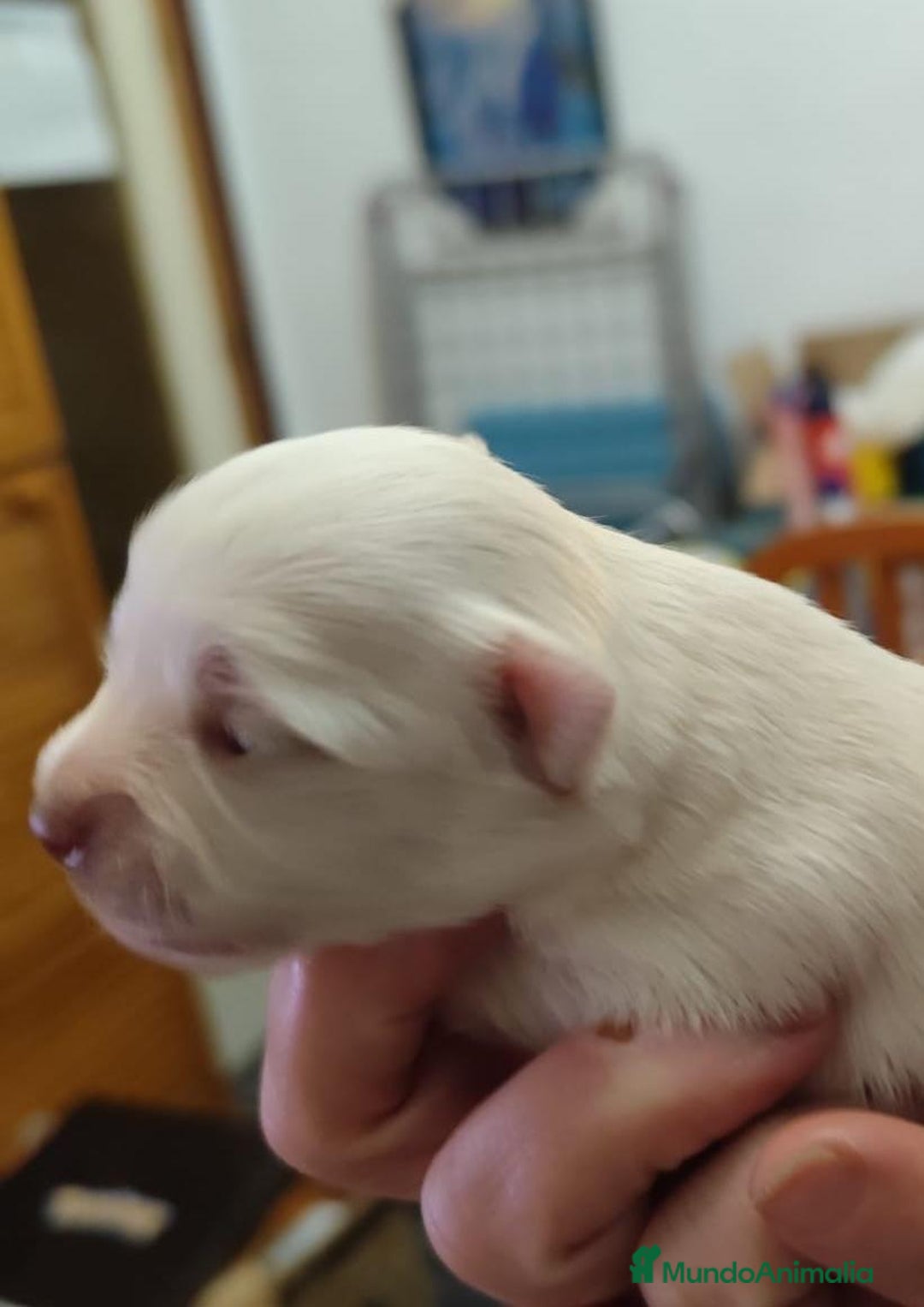 Chihuahua perros en venta: Chihuahua toy - Anuncio 2