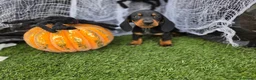 Teckel Miniatura perros en venta: TECKEL KANNINCHEN  - Anuncio 3
