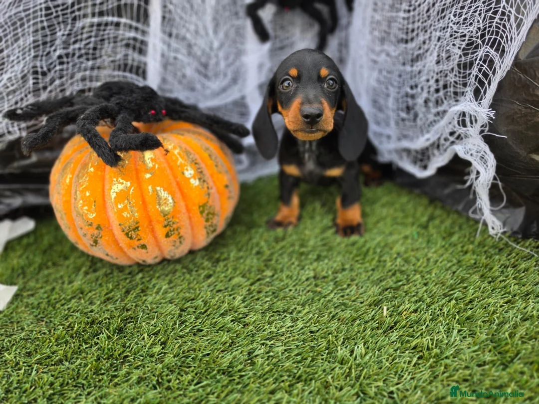 Teckel Miniatura perros en venta: TECKEL KANNINCHEN  - Anuncio 3
