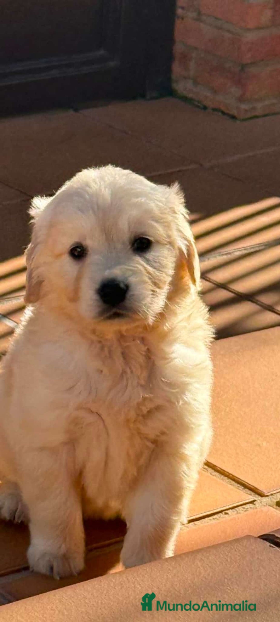 Golden Retriever perros en venta: Golden  - Anuncio 4