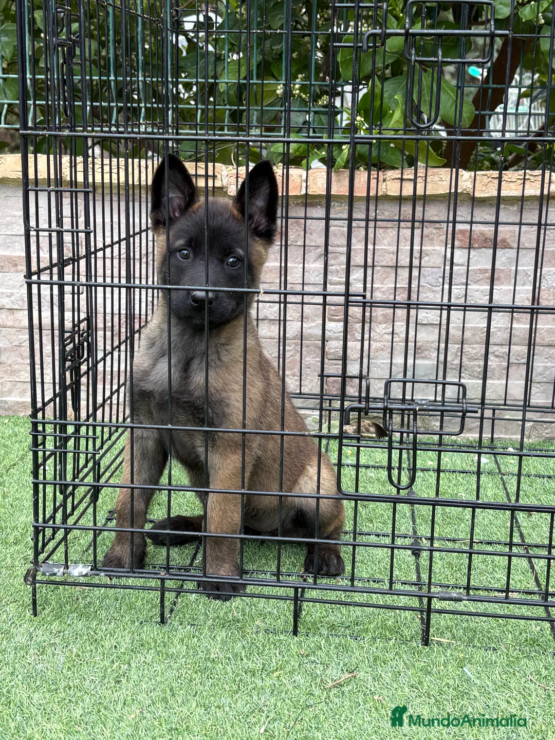 Pastor Belga Malinois perros en venta: Cachorra Malinois  - Anuncio 1