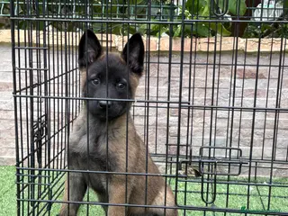 Pastor Belga Malinois perros Cachorra Malinois - Anuncio 1