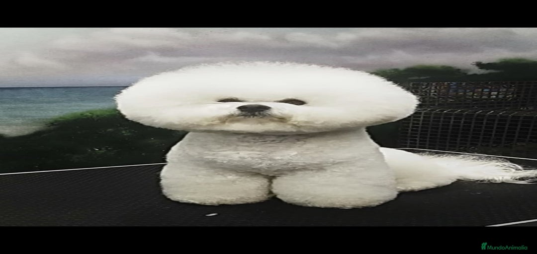 Imagen de galería {{count}}