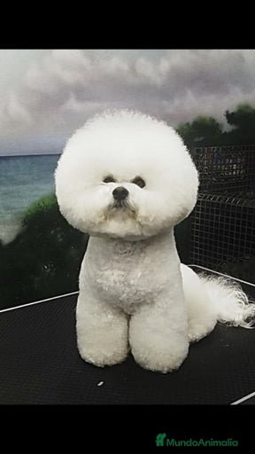 Imagen de galería {{count}}