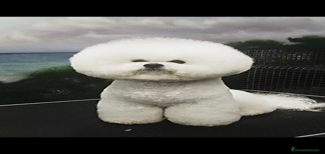 Imagen de galería {{count}}