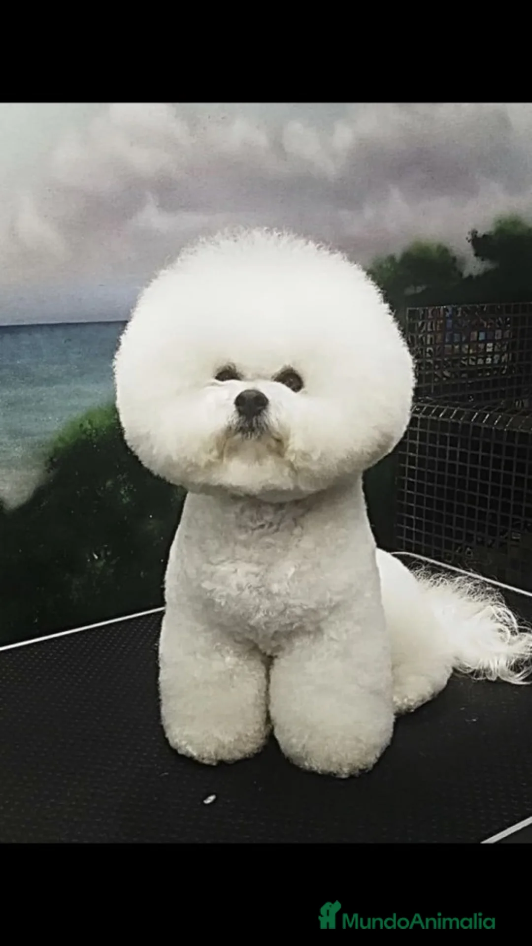 Imagen de galería {{count}}