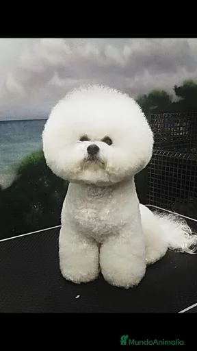 Imagen de galería {{count}}