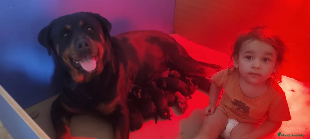 Rottweiler perros en venta: Carros de rottweiler  - Anuncio 5