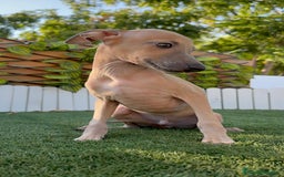 Pequeño Lebrel Italiano perros en venta: PICCOLO ISABELA macho - Imagen 1