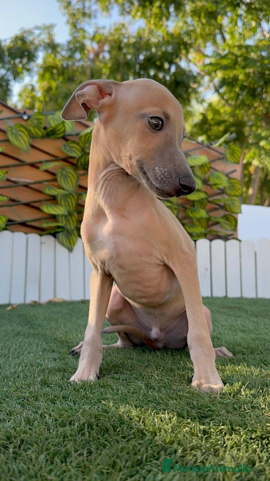 Pequeño Lebrel Italiano perros en venta: PICCOLO ISABELA macho - Imagen 1