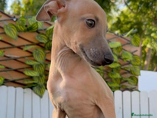 Pequeño Lebrel Italiano perros - Anuncio 13