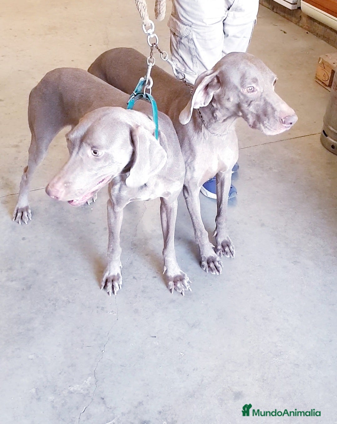 Weimaraner perros Bracos de Weimar ## - Anuncio 2