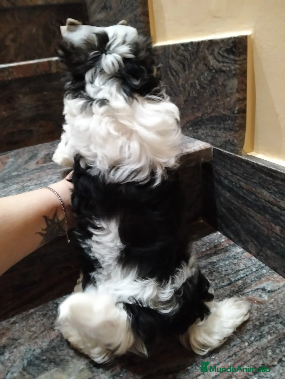 Biewer Yorkshire Terrier a la Pom Pon perros en venta: Machito de Yorkshire Biewer  - Anuncio 2