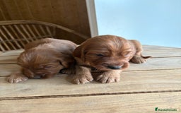 Setter Irlandés Rojo perros en venta: Camadas de Setter irlandes - Imagen 1