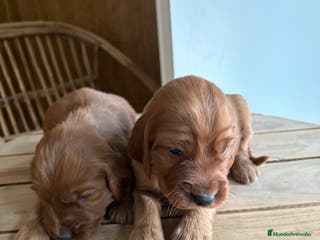 Setter Irlandés Rojo perros Camadas de Setter irlandes - Anuncio 34