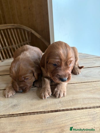 Setter Irlandés Rojo perros - Anuncio 1