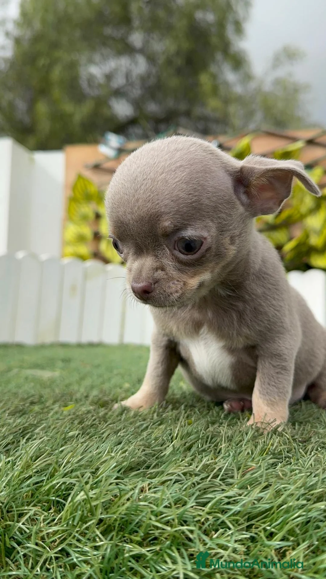 Chihuahua perros en venta: CHIHUAHUA MACHO - Anuncio 6