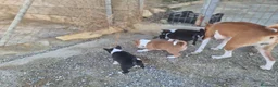 Basenji perros en venta: magnificos cachorros basenji negro/blanco - Anuncio 2