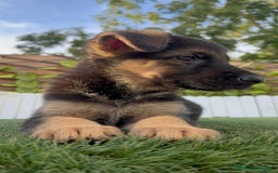 Pastor Alemán perros en venta: PASTOR ALEMAN HEMBRA - Imagen 3