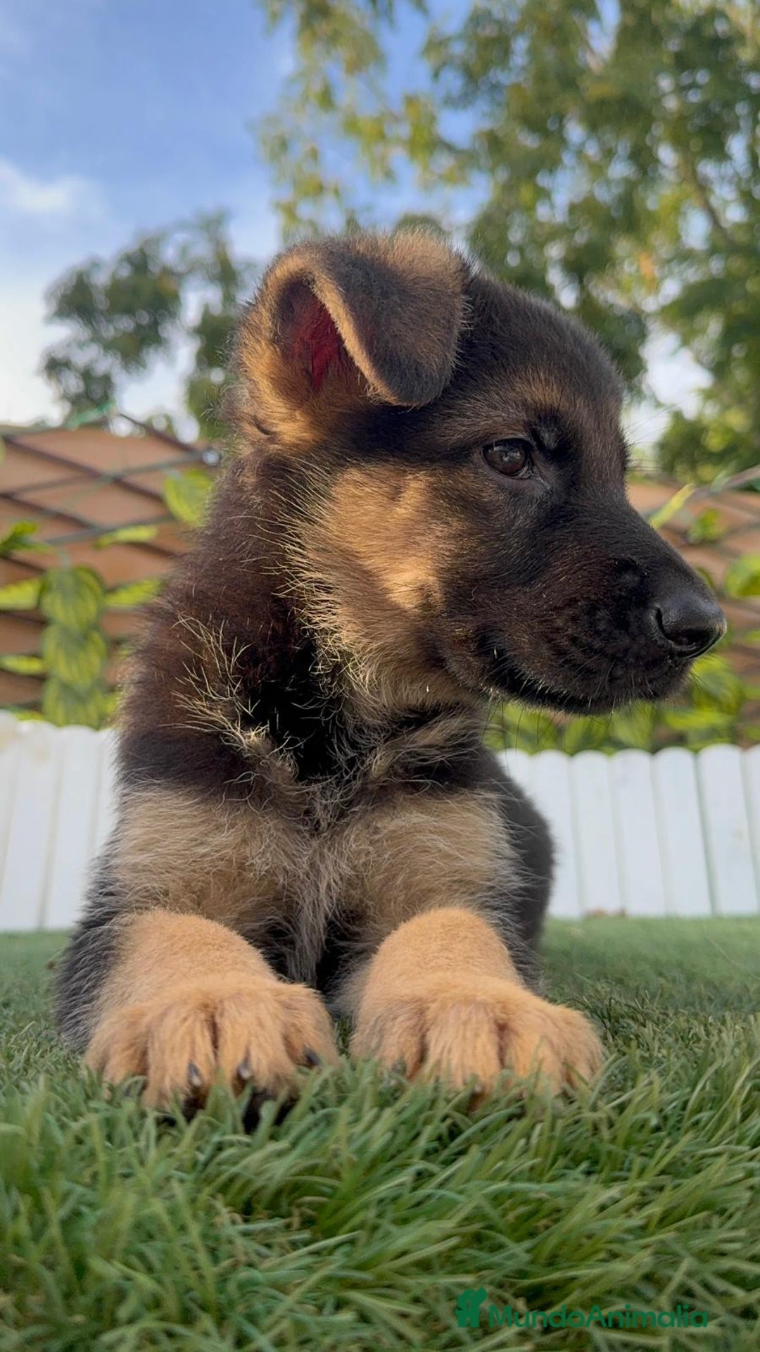 Pastor Alemán perros en venta: PASTOR ALEMAN HEMBRA - Imagen 3