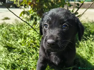 Labrador Retriever perros Última labradora disponible para entregar HOY!!! - Anuncio 3