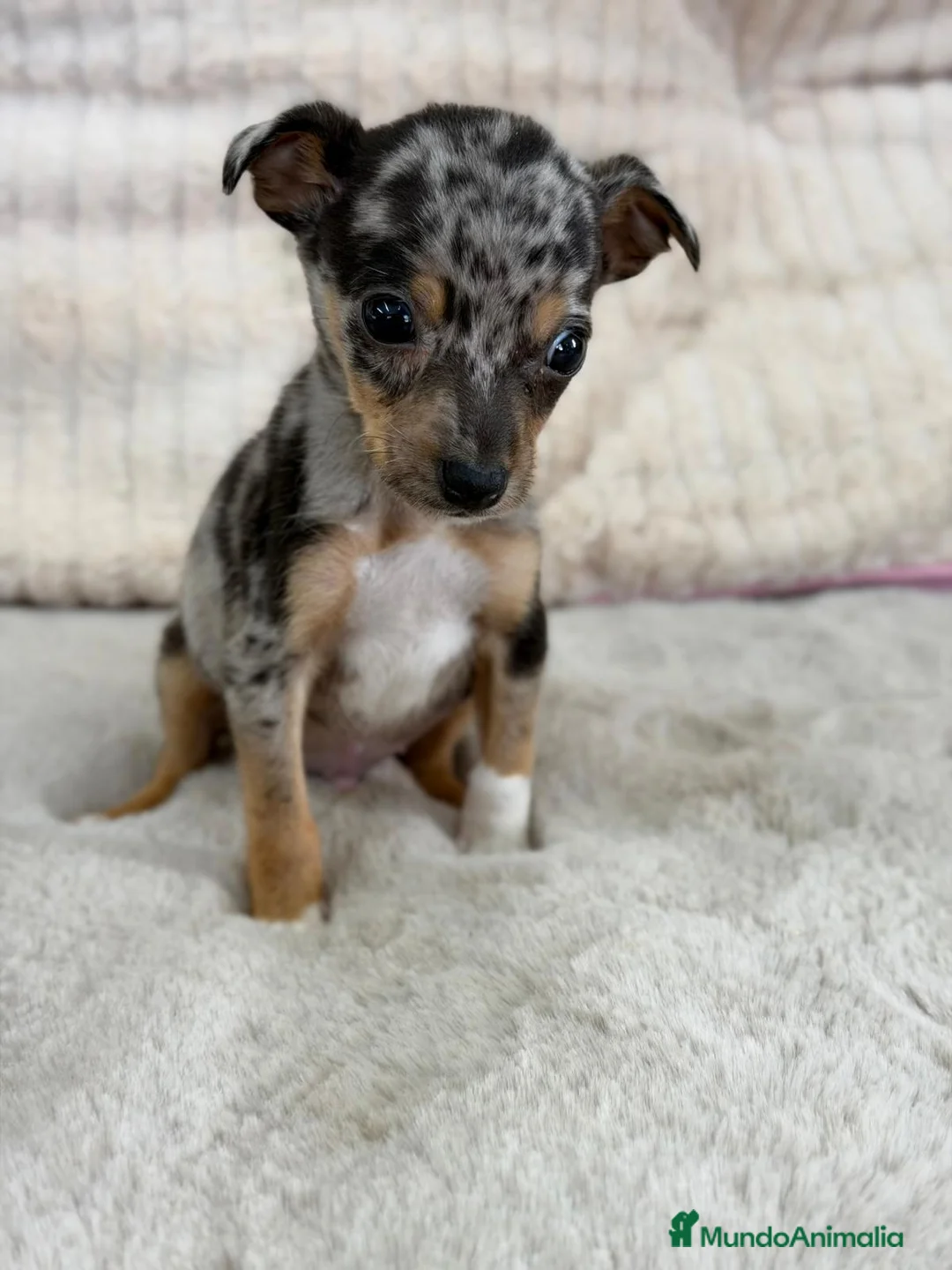 Pinscher Miniatura perros en venta: MINIPINSCHER MERLE EXÓTICO MACHO - Anuncio 3