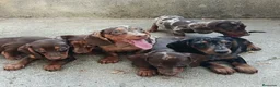 Teckel Miniatura perros en venta: Teckel miniatura  - Anuncio 2