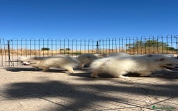 Pomerania perros en venta: Preciosa camada de Pomerania  - Imagen 7